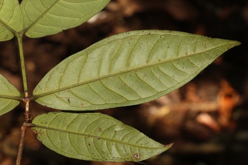 Syzygium scortechinii