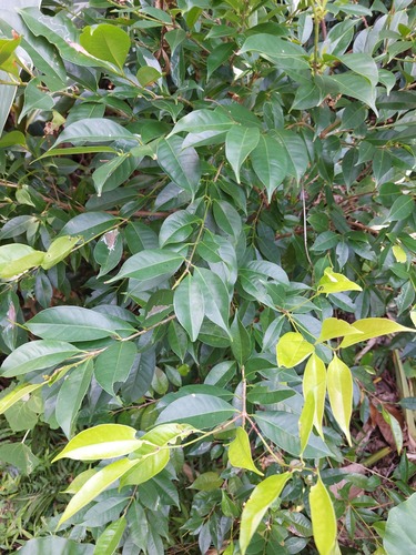 Syzygium simile — photo