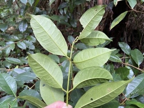 Syzygium simile — photo