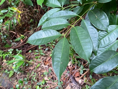 Syzygium simile