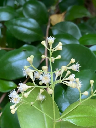 Syzygium smithii (Lilly Pilly tree) — photo