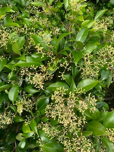 Syzygium smithii (Lilly Pilly tree) — photo