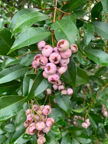 Syzygium smithii