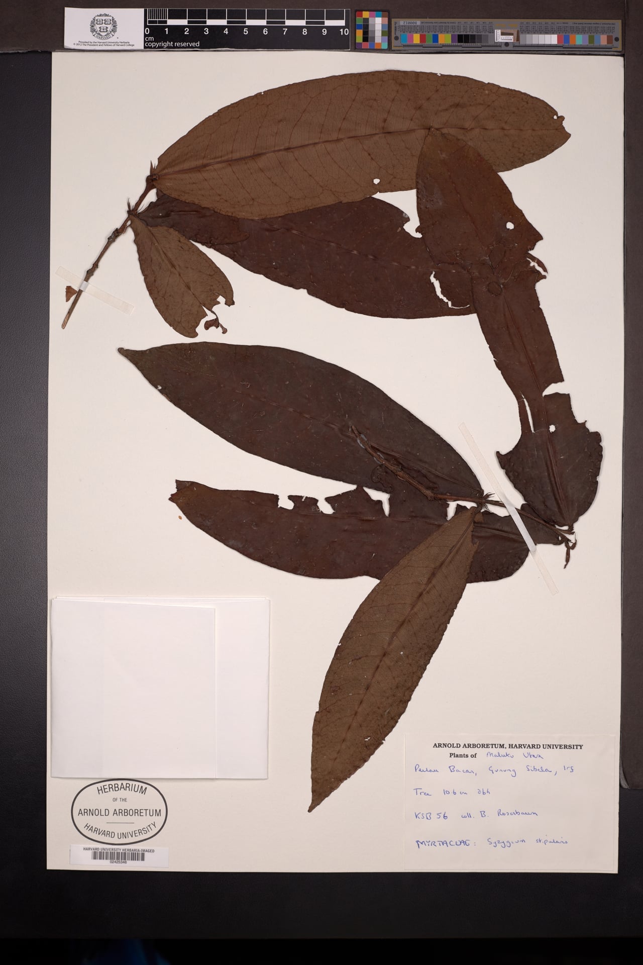 Syzygium stipulare — photo