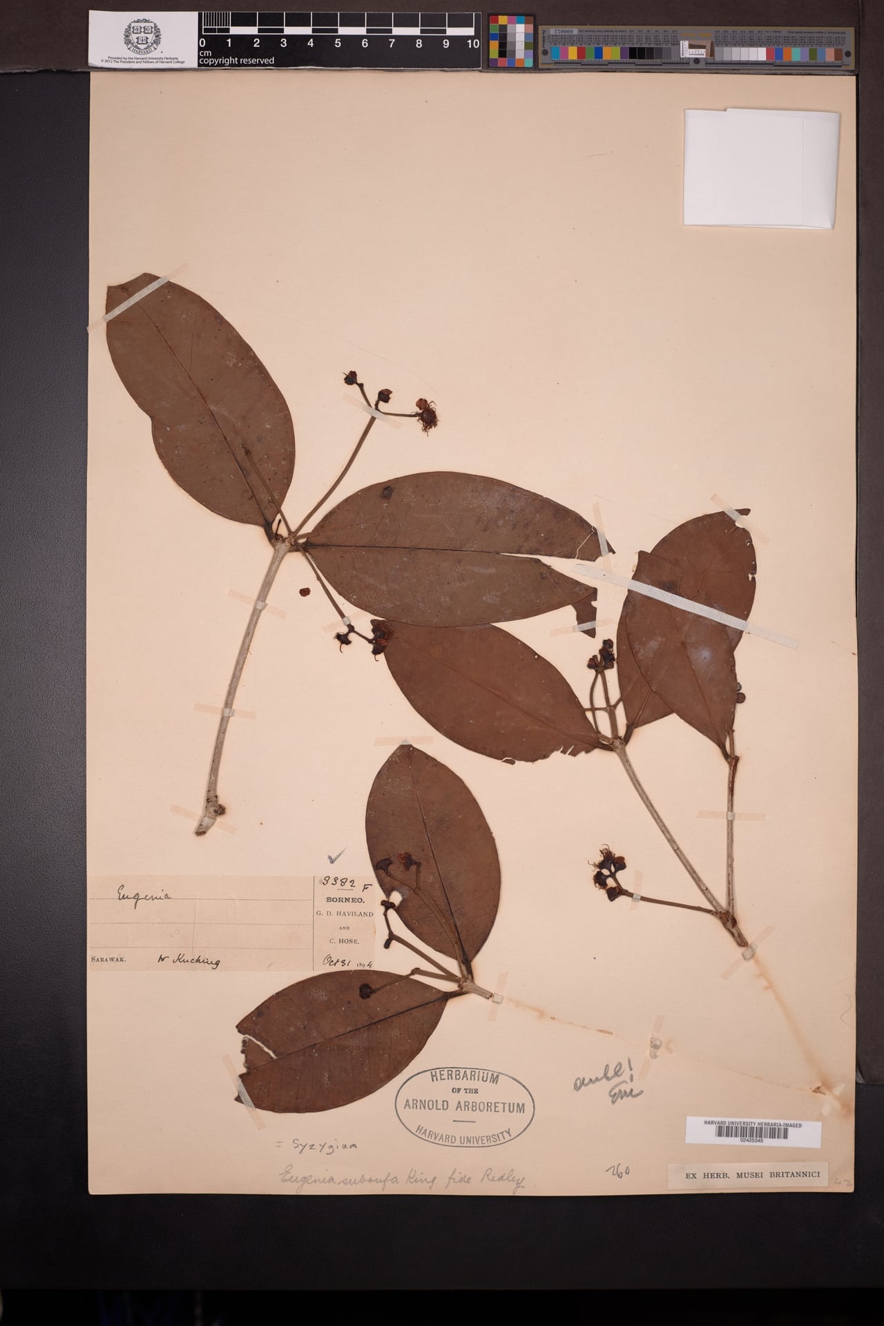 Syzygium stipulare