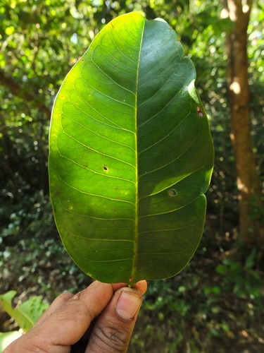 Syzygium stocksii (Jambhul) — photo