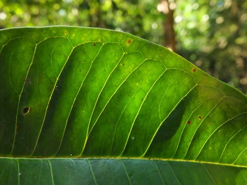 Syzygium stocksii (Jambhul) — photo