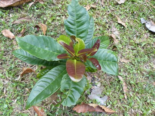 Syzygium stocksii