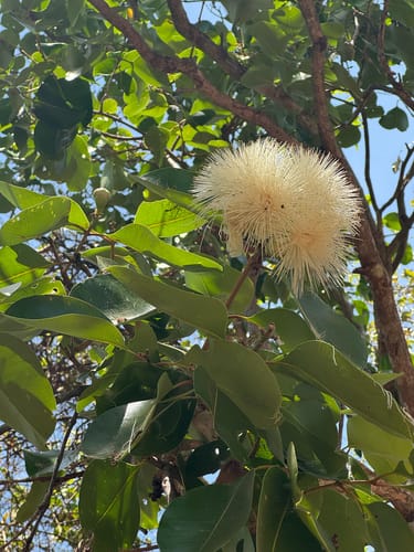 Syzygium suborbiculare