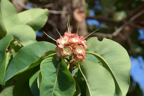 Syzygium suborbiculare x S. forte
