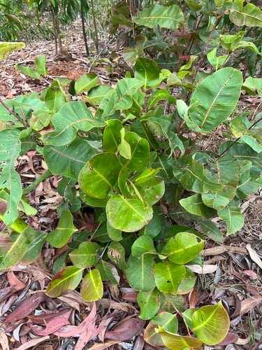 Syzygium suborbiculare x S. forte (Pink bush apple) — photo