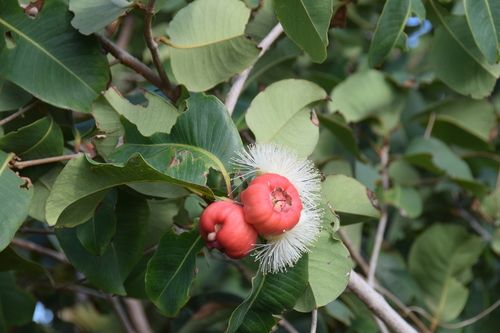 Syzygium suborbiculare (Lady apple) — photo