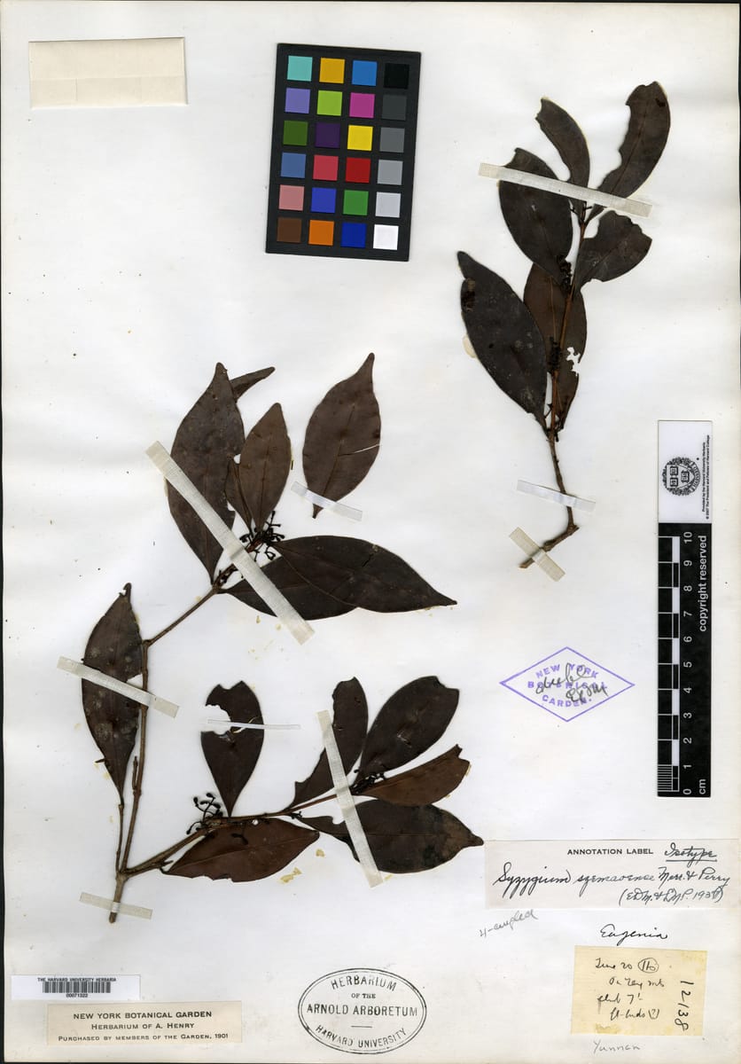 Syzygium szemaoense (Awong) — photo