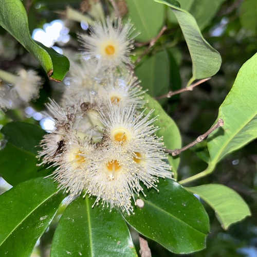 Syzygium taiwanicum — photo