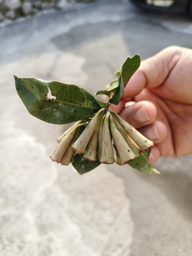 Syzygium taiwanicum — photo