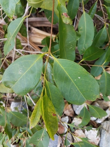 Syzygium tierneyanum (Bamaga satinash) — photo