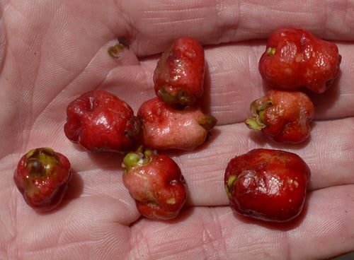 Syzygium tierneyanum (Bamaga satinash) — photo