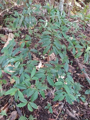 Syzygium tripinnatum — photo