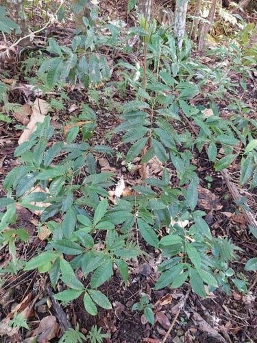 Syzygium tripinnatum — photo