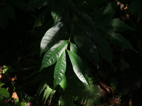 Syzygium tripinnatum
