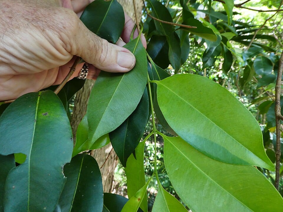Syzygium velarum (Injinoo satinash) — photo