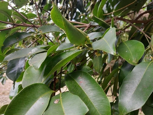 Syzygium venosum