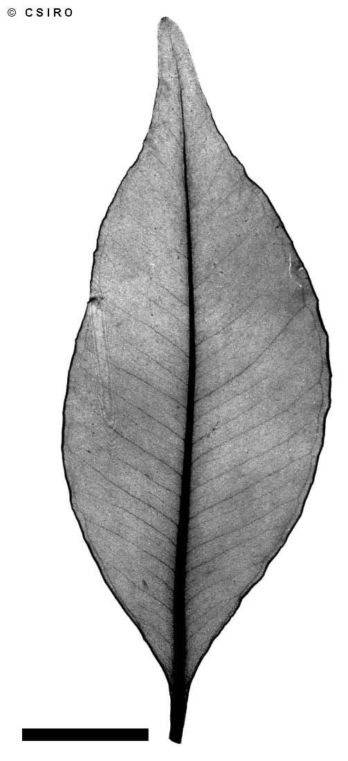 Syzygium wesa (White Eungella satinash) — photo