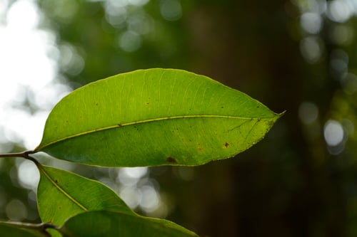 Syzygium wightianum (Tram trang) — photo