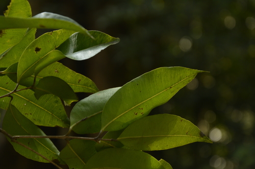 Syzygium wightianum (Tram trang) — photo