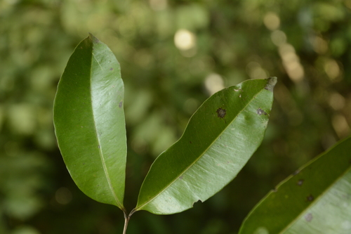 Syzygium wightianum