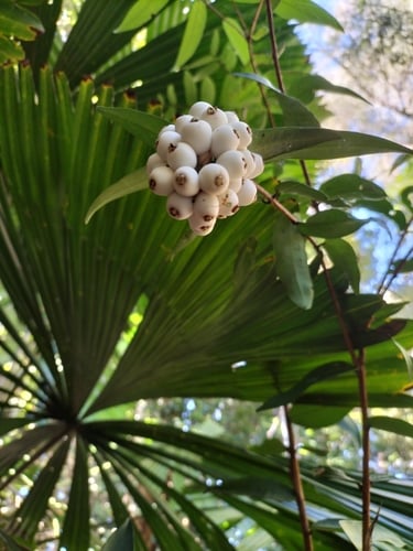 Syzygium wilsonii (Powderpuff lilly-pilly) — photo