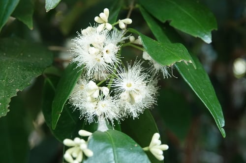 Syzygium wilsonii (Powderpuff lilly-pilly) — photo