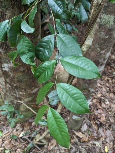 Syzygium xerampelinum (Mulgrave satinash) — photo