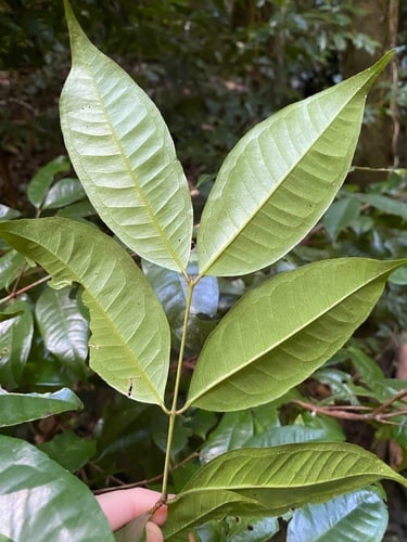 Syzygium xerampelinum (Mulgrave satinash) — photo