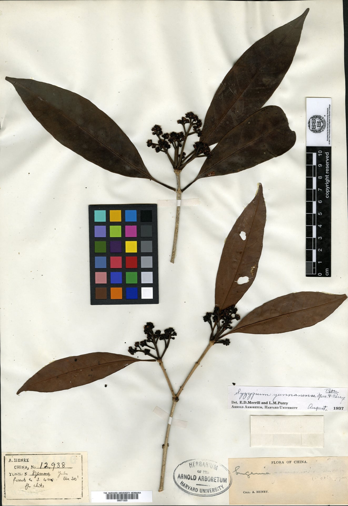 Syzygium yunnanense