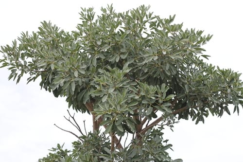 Tabebuia aurea (Golden trumpet tree) — photo