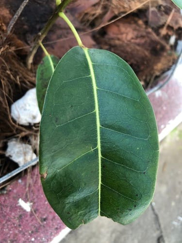 Tabebuia heterophylla (Pink trumpet tree) — photo