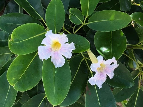 Tabebuia heterophylla