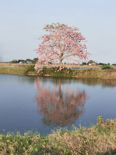 Tabebuia rosea (Pink trumpet tree) — photo