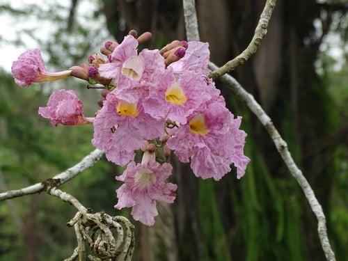 Tabebuia rosea