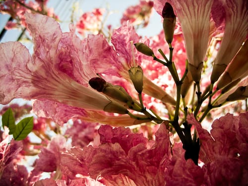 Tabebuia rosea (Pink trumpet tree) — photo