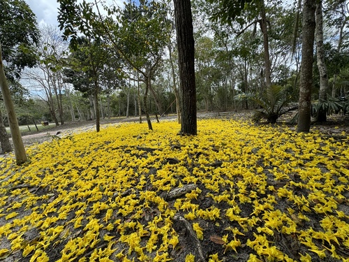 Tabebuia serratifolia — photo