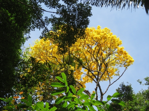 Tabebuia serratifolia — photo