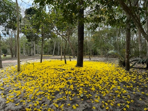 Tabebuia serratifolia