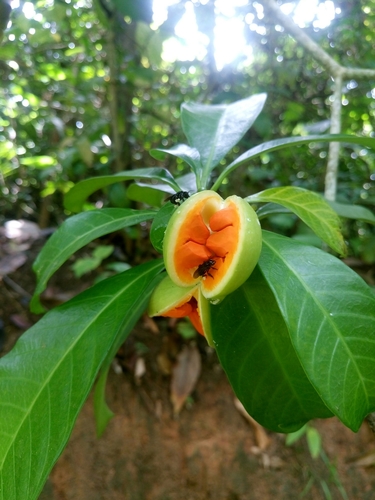 Tabernaemontana alba — photo