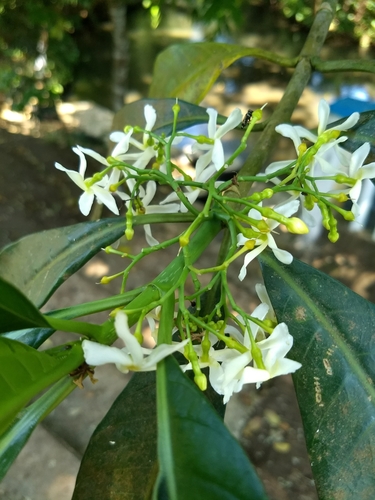 Tabernaemontana alba