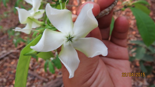 Tabernaemontana amygdalifolia (Almond leaf tabernaemontana) — photo
