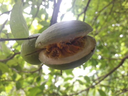 Tabernaemontana amygdalifolia (Almond leaf tabernaemontana) — photo