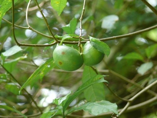 Tabernaemontana amygdalifolia