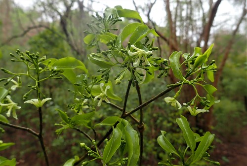 Tabernaemontana coffeoides — photo